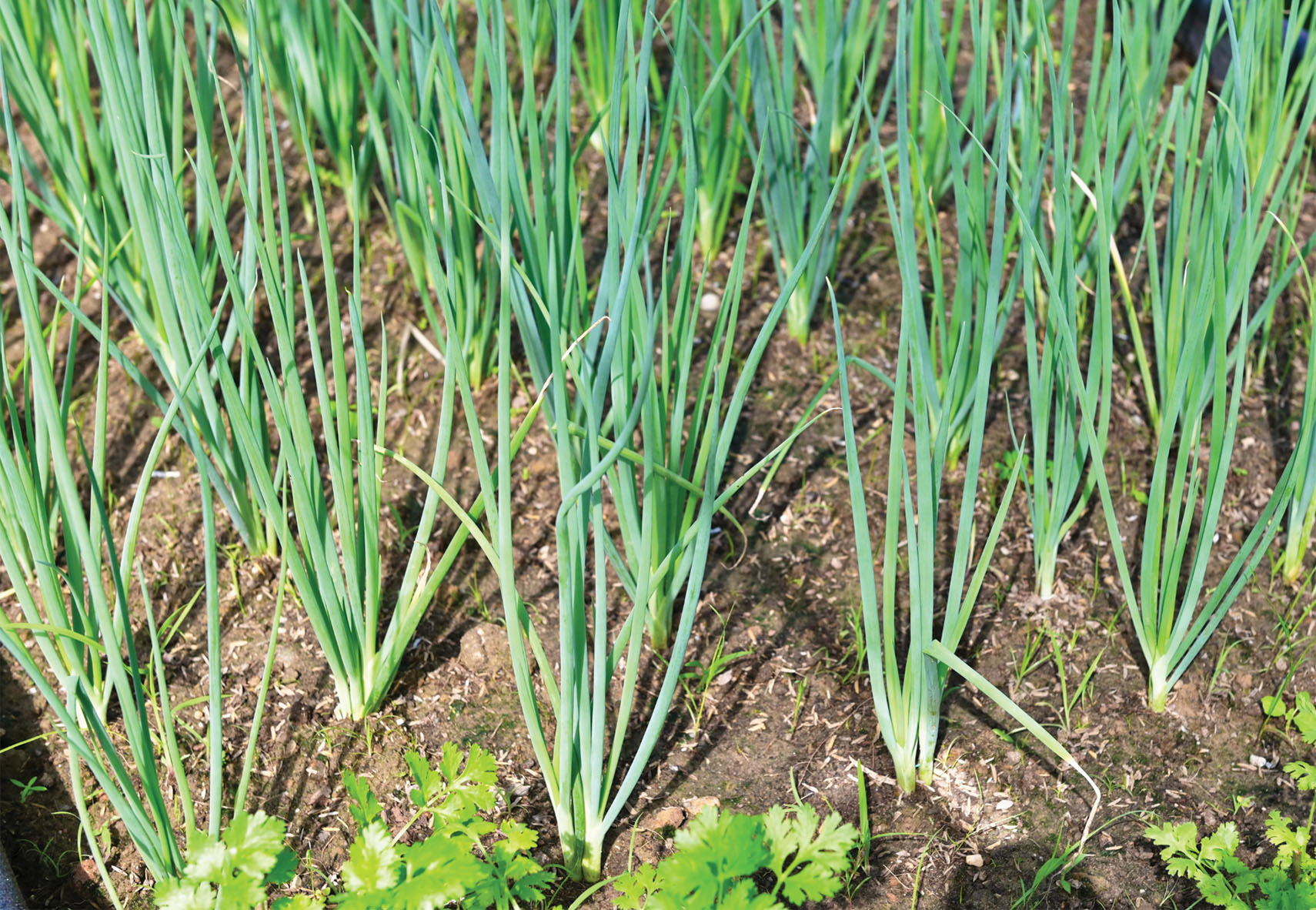 Token Spring Onion